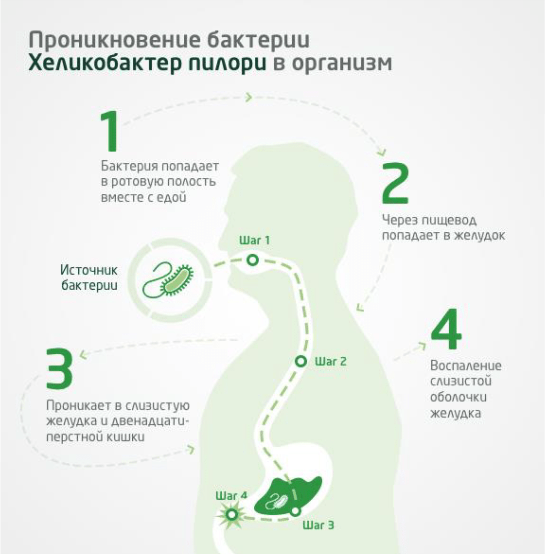 Хеликобактер у взрослых что это. Степени инфицирования хеликобактер пилори. Гастрит бактерия Helicobacter симптомы. Хеликобактер пилори форма бактерии. Заражение хеликобактер пилори симптомы.